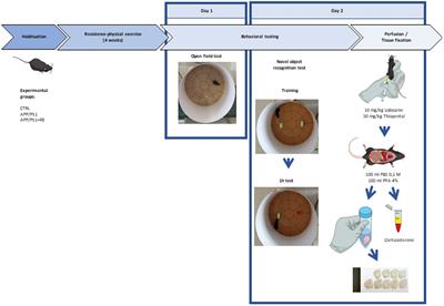 Neuroprotective effects of resistance physical exercise on the APP/PS1 mouse model of Alzheimer’s disease